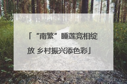 “南繁”睡莲竞相绽放 乡村振兴添色彩