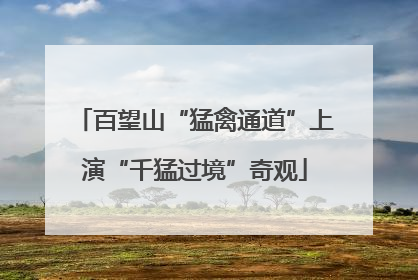 百望山“猛禽通道”上演“千猛过境”奇观