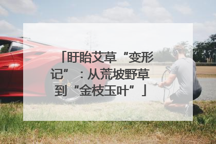盱眙艾草“变形记”：从荒坡野草到“金枝玉叶”