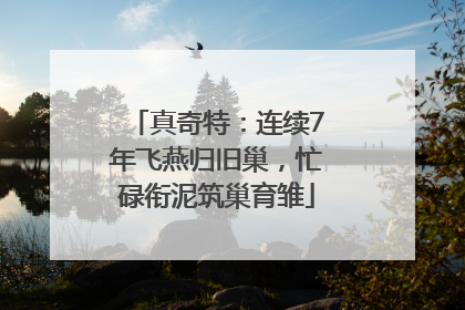 真奇特：连续7年飞燕归旧巢，忙碌衔泥筑巢育雏