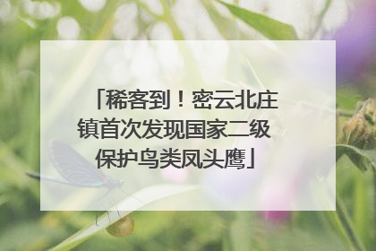 稀客到！密云北庄镇首次发现国家二级保护鸟类凤头鹰