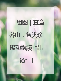 组图｜宜章莽山：各类珍稀动物频“出镜”