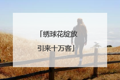 绣球花绽放 引来十万客