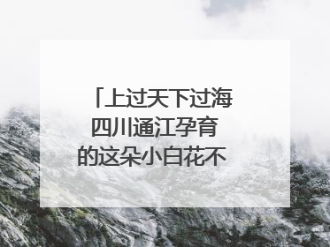上过天下过海 四川通江孕育的这朵小白花不简单｜川陕渝网络名人巴中行
