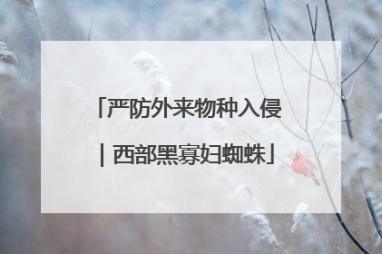 严防外来物种入侵｜西部黑寡妇蜘蛛