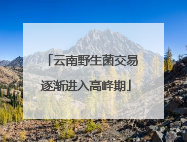 云南野生菌交易逐渐进入高峰期