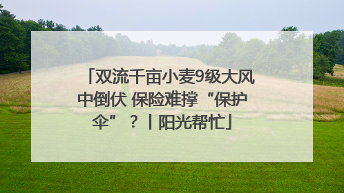 双流千亩小麦9级大风中倒伏 保险难撑“保护伞”？丨阳光帮忙