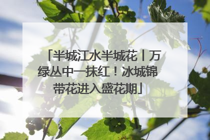 半城江水半城花丨万绿丛中一抹红！冰城锦带花进入盛花期