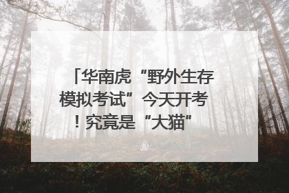 华南虎“野外生存模拟考试”今天开考！究竟是“大猫” 还是顶级猎食者？