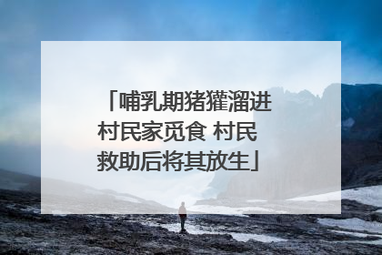 哺乳期猪獾溜进村民家觅食 村民救助后将其放生