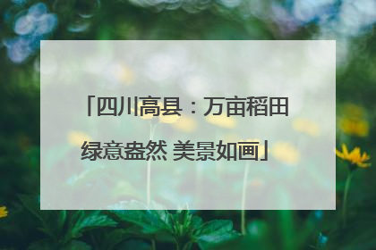 四川高县：万亩稻田绿意盎然 美景如画
