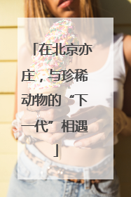 在北京亦庄，与珍稀动物的“下一代”相遇