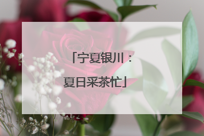 宁夏银川：夏日采茶忙