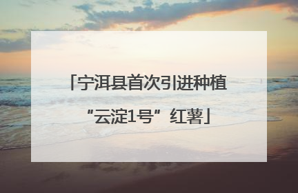 宁洱县首次引进种植“云淀1号”红薯