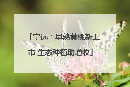 宁远：早熟黄桃新上市 生态种植助增收
