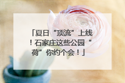 夏日“顶流”上线！石家庄这些公园“荷”你约个会！