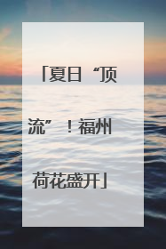 夏日“顶流”！福州荷花盛开