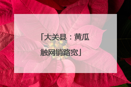 大关县：黄瓜触网销路宽