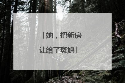 她，把新房让给了斑鸠