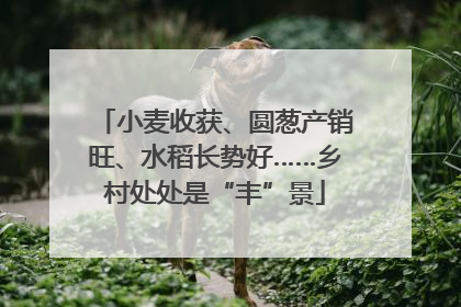小麦收获、圆葱产销旺、水稻长势好……乡村处处是“丰”景
