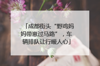 成都街头“野鸡妈妈带崽过马路”，车辆排队让行暖人心