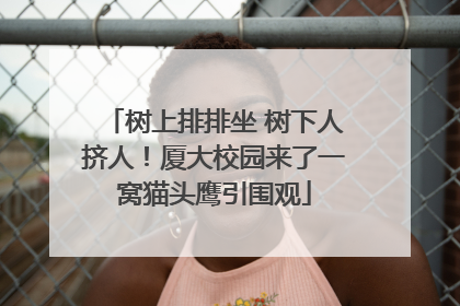 树上排排坐 树下人挤人！厦大校园来了一窝猫头鹰引围观