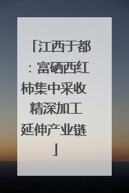 江西于都：富硒西红柿集中采收 精深加工延伸产业链