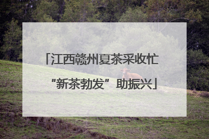 江西赣州夏茶采收忙 “新茶勃发”助振兴