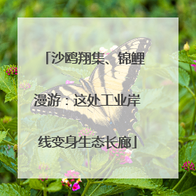 沙鸥翔集、锦鲤漫游：这处工业岸线变身生态长廊