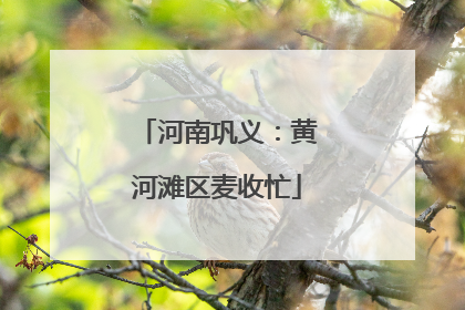 河南巩义：黄河滩区麦收忙