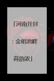 河南开封：金明池畔荷韵浓