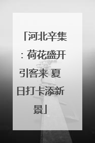 河北辛集：荷花盛开引客来 夏日打卡添新景