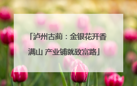 泸州古蔺：金银花开香满山 产业铺就致富路