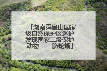 湖南舜皇山国家级自然保护区巡护发现国家二级保护动物——脆蛇蜥