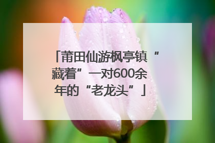 莆田仙游枫亭镇“藏着”一对600余年的“老龙头”