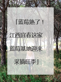 蓝莓熟了！江西宜春这家蓝莓基地迎来采摘旺季