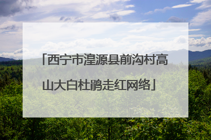 西宁市湟源县前沟村高山大白杜鹃走红网络