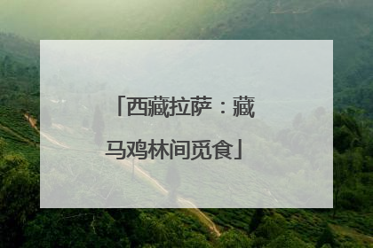 西藏拉萨：藏马鸡林间觅食