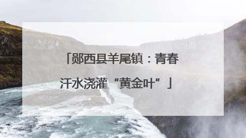 郧西县羊尾镇：青春汗水浇灌“黄金叶”