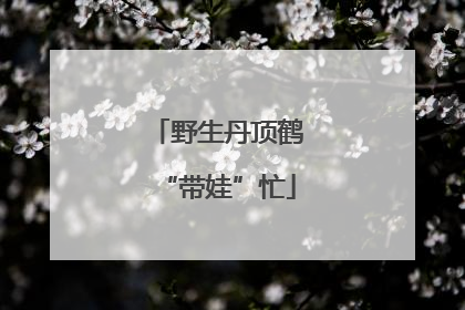 野生丹顶鹤“带娃”忙