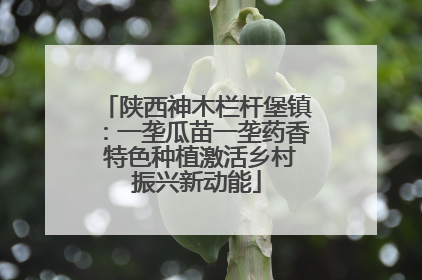 陕西神木栏杆堡镇：一垄瓜苗一垄药香 特色种植激活乡村振兴新动能