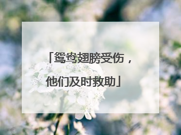 鸳鸯翅膀受伤，他们及时救助