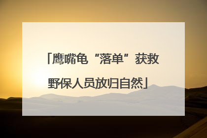 鹰嘴龟“落单”获救 野保人员放归自然