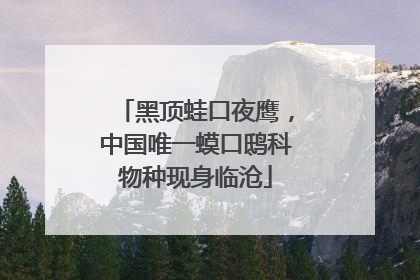 黑顶蛙口夜鹰，中国唯一蟆口鸱科物种现身临沧