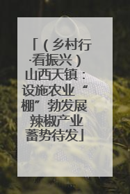 （乡村行·看振兴）山西天镇：设施农业“棚”勃发展 辣椒产业蓄势待发